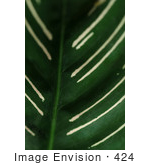 #424 Plant Picture Of The Calathea Ornata