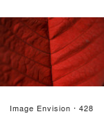 #428 Plant Picture Of A Red Poinsettia Leaf