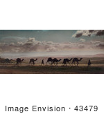 #43479 Rf Stock Photo Of A Caravan Of Camels On Mount Of Olives Jerusalem