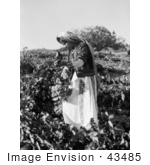 #43485 Rf Stock Photo Of A Ramallah Girl Picking Grapes In Taibeh Israel 1937