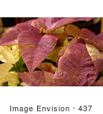 #437 Photo Of A White Poinsettia Plant Painted Purple