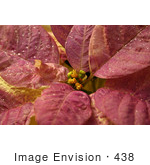 #438 Image Of A White Poinsettia Plant Painted Purple