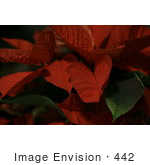#442 Picture Of A Mexican Flame Leaf Poinsettia