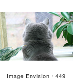 #449 Photograph Of A Cat In A Window