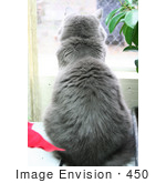 #450 Image Of A Silver Cat Looking Out A Window