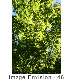 #46 Picture Of A Deciduous Tree With Green Foliage