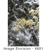 #4601 Bamboo And Blue Spruce In Snow