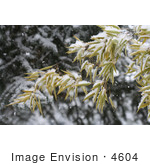 #4604 Bamboo And Blue Spruce In Snow