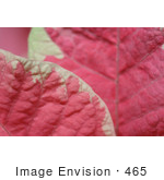 #465 Photograph Of Leaves On A Pink And White Poinsettia Plant