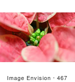#467 Photograph Of Leaves On A Pink And White Poinsettia Plant