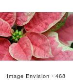 #468 Photograph Of A Pink Poinsettia