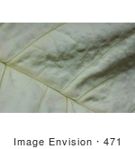 #471 Photograph Of The Texture Of A White Poinsettia Leaf