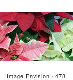 #478 Photo Of Red White And Pink Poinsettia Plants