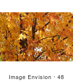 #48 Picture Of A Deciduous Tree In Fall