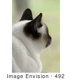 #492 Picture Of A Siamese Cat Looking Outside A Window