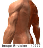 #49777 Royalty-Free (Rf) Illustration Of A 3d Closeup Of A Human Man’S Back And Arm Muscles - Version 3