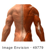 #49779 Royalty-Free (Rf) Illustration Of A 3d Closeup Of A Muscle Male Body Back - Version 1