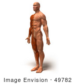 #49782 Royalty-Free (Rf) Illustration Of A 3d Muscle Male Body Facing Left - Version 3