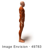 #49783 Royalty-Free (Rf) Illustration Of A 3d Muscle Male Body Facing Right - Version 1