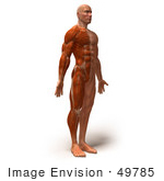 #49785 Royalty-Free (Rf) Illustration Of A 3d Muscle Male Body Facing Right - Version 4
