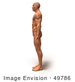 #49786 Royalty-Free (Rf) Illustration Of A 3d Muscle Male Body Facing Left - Version 4