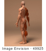 #49925 Royalty-Free (Rf) Illustration Of A 3d Human Body Muscle Tissue Facing Away - Version 2