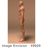 #49929 Royalty-Free (Rf) Illustration Of A 3d Human Body Muscle Tissue Facing Left - Version 2