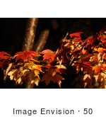 #50 Picture Of Maple Tree Leaves In Fall Color