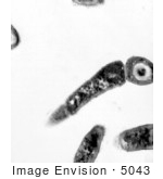 #5043 Stock Photography Of A Transmission Electron Micrographic Image Of Bacillus Anthracis
