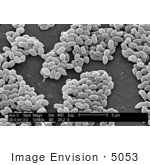 #5053 Micrograph Stock Photography Of Anthrax Spores