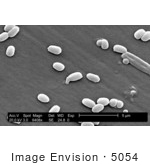 #5054 Stock Photography Of A Strain Of Bacillus Anthracis Bacteria