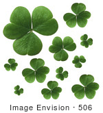 #506 Photograph of Clover Leaves on a White Background by Jamie Voetsch