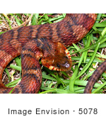 #5078 Stock Photography of a Cottonmouth/Water Moccasin Snake (Agkistrodon piscivorus) by JVPD