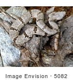 #5082 Stock Photography Of Venomous Mottled Rock Rattlesnake (Crotalus Lepidus)