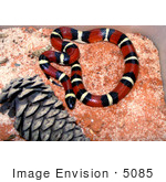 #5085 Stock Photography Of A Milk Snake
