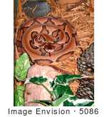 #5086 Stock Photography Of A Southern Copperhead