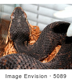 #5089 Stock Photography Of A Florida Cottonmouth Snake