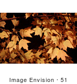 #51 Picture Of Autumn Colored Maple Tree Leaves