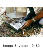 #5182 Stock Photography Of Researcher Removing A Mosquito-Filled Tray From A Horse Stable Mosquito Trap