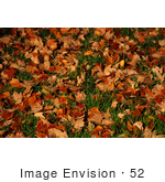 #52 Picture Of Fallen Maple Tree Leaves On Grass