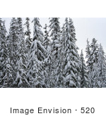 #520 Photo Of Snow Covered Trees Rogue River National Forest