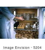 #5204 Picture Of A Lab Technician Placing Petri Dishes Containing Sorted Mosquitoes Into Refrigerated Environment