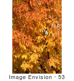 #53 Photography Of A Deciduous Tree With Fall Colors