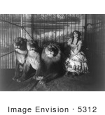 #5312 Adgie In Cage With 3 Lions