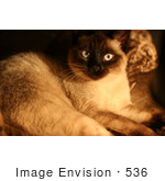 #536 Picture Of A Blue Eyed Oriental Siamese Cat