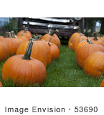 #53690 Royalty-Free Stock Photo Of Pumpkins In Field 1