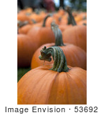 #53692 Royalty-Free Stock Photo Of Pumpkins In Field 5