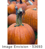 #53693 Royalty-Free Stock Photo Of Pumpkins In Field 4