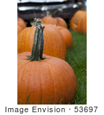 #53697 Royalty-Free Stock Photo Of Pumpkin In Field 2