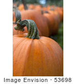 #53698 Royalty-Free Stock Photo Of Pumpkin In Field 6